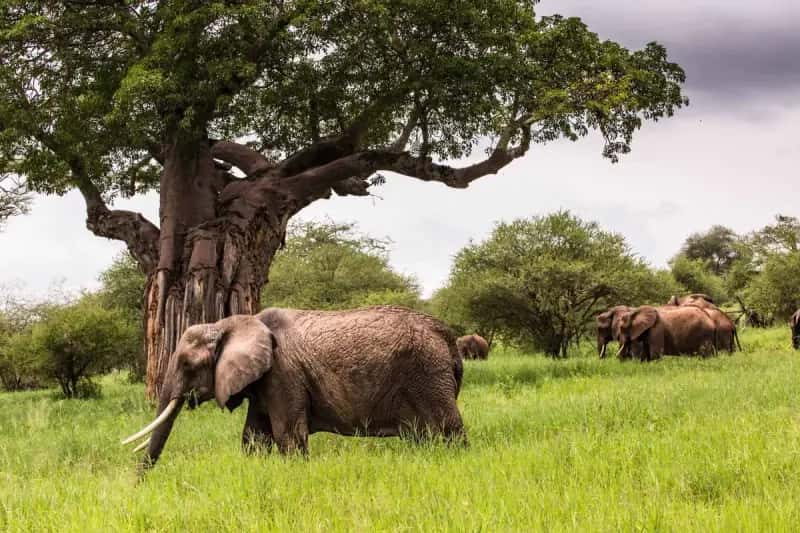 Tarangire