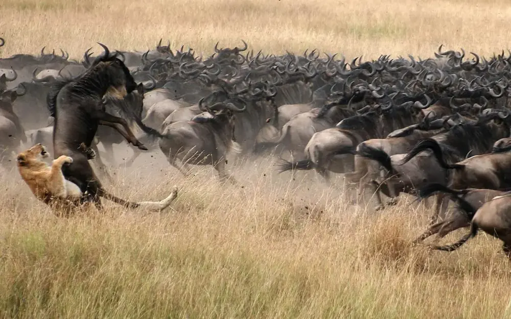 Wild Safari