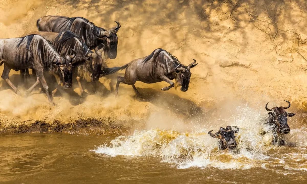 The Great Migration